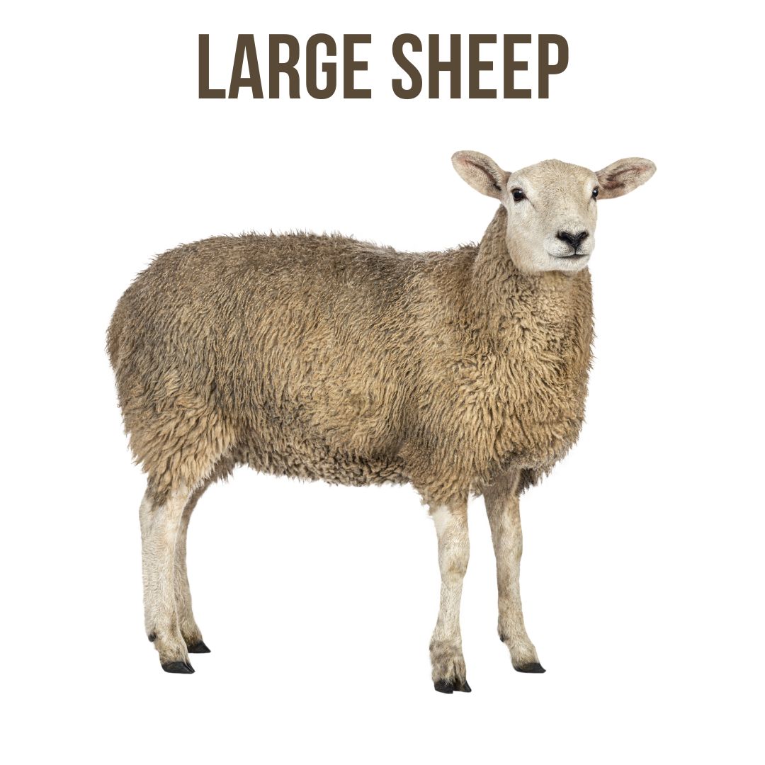 Sheep