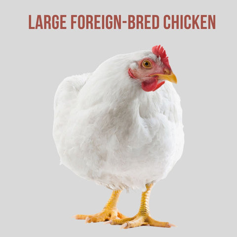 Large Foreign-Bred Chicken